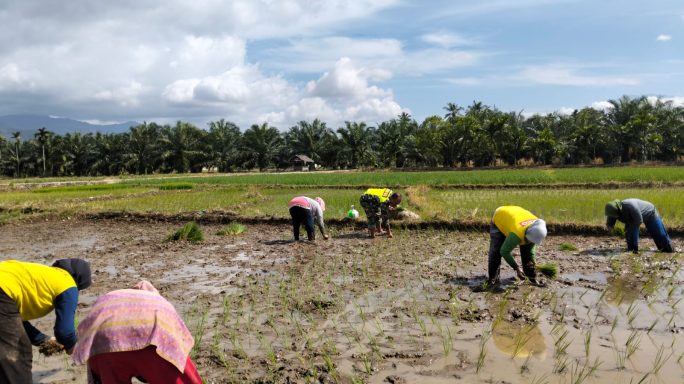 Babinsa Posramil Tanoh Alas Dampingi Petani Tanam Padi