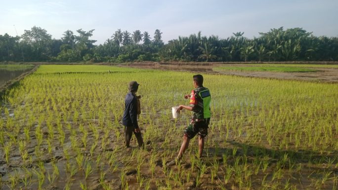 Babinsa Bantu Petani Pupuk Tanaman Padi, Guna Dukung Ketahanan Pangan