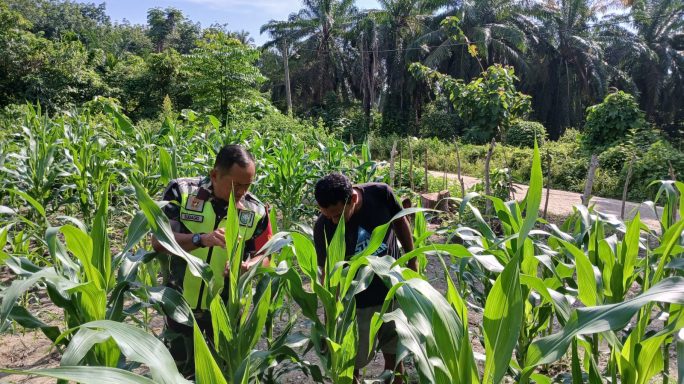 Bersama Petani, Serka Subagio Laksanakan Pengecekan Tanaman Jagung.