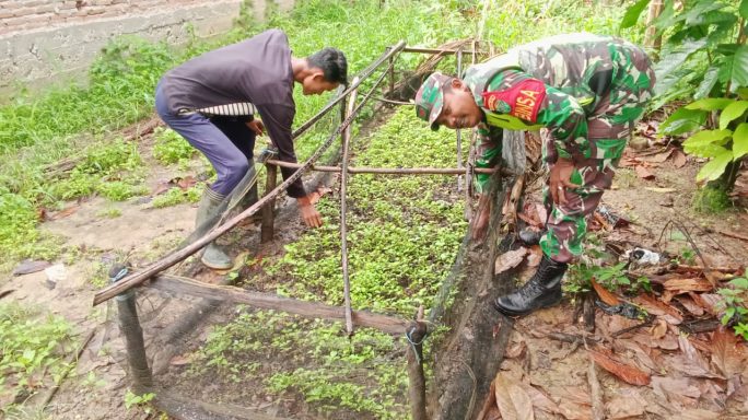 Babinsa Bantu petani Rawat Tanaman Bibit Cabe