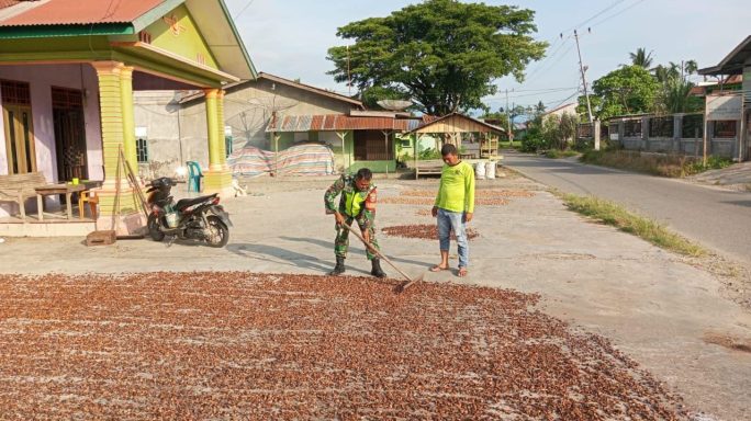 Tingkatkan Kualitas Babinsa Bantu Petani Jemur Biji Coklat