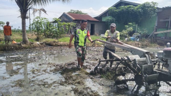 Babinsa Bantu Warga Bajak Sawah Guna Dukung Ketahanan Pangan Wilayah