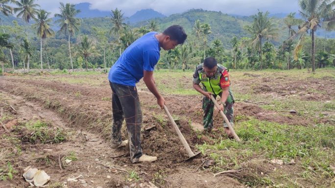 Babinsa Posramil Ketambe Bantu Warga Binaan Buat Bedeng Cabe