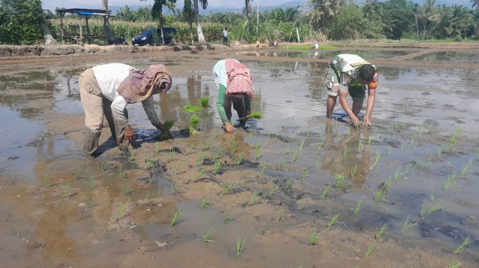 Babinsa Koramil 0108-01 Lawe Sigala- Gala Bantu Warga Desa Binaan Tanam Padi