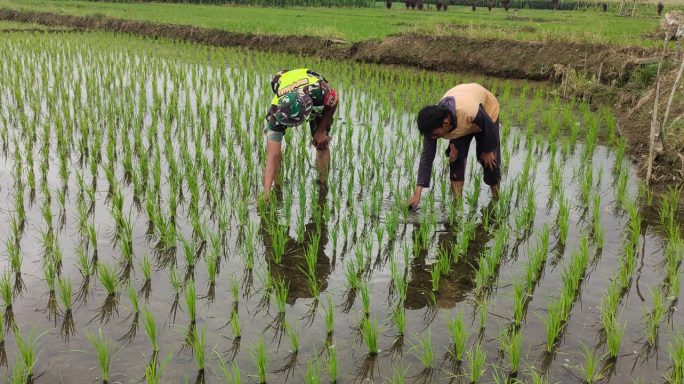 Berikan Pendampingan Kepada Petani, Babinsa Bantu Berantas Keong Hama Padi