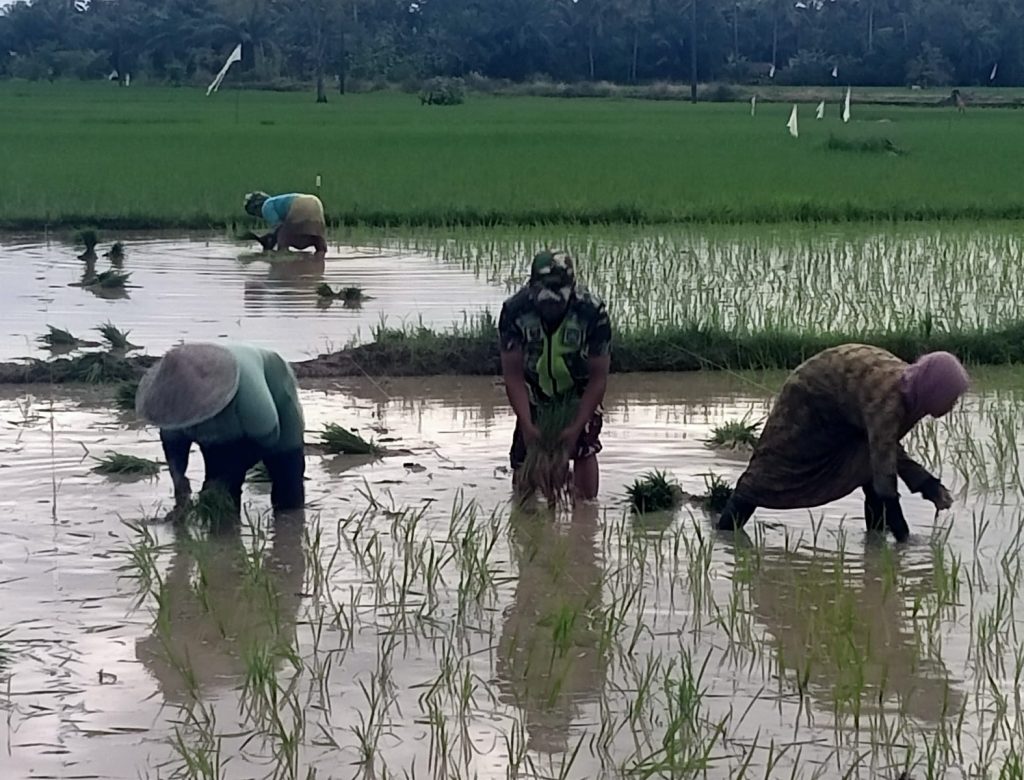 Babinsa Bantu Petani Tanam Padi, Dukung Ketahanan Pangan Wilayah