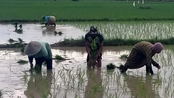 Babinsa Bantu Petani Tanam Padi, Dukung Ketahanan Pangan Wilayah