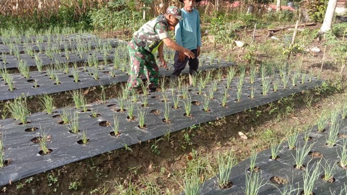 Babinsa Laksanakan Pendampingan Kepada Petani Cek dan Rawat Tanaman Bawang Merah