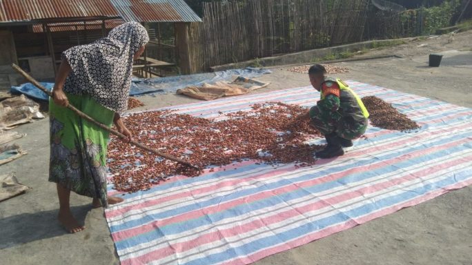 Tingkatkan Kualitas Babinsa Bantu Petani Jemur Biji Coklat /Cakao
