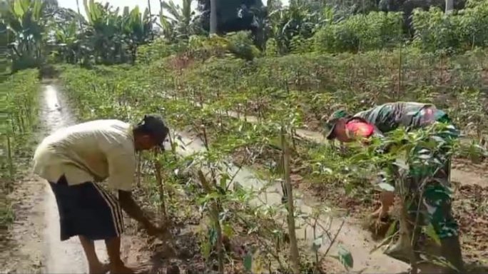 Tingkatkan hasil pertanian, Babinsa Bantu Petani Bersihkan Gulma Pada Tanaman Cabai