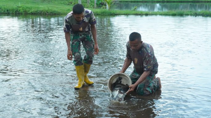 Korem 012/TU Wujudkan Ketahanan Pangan Nyata Lewat Inovasi Budidaya Ikan Nila