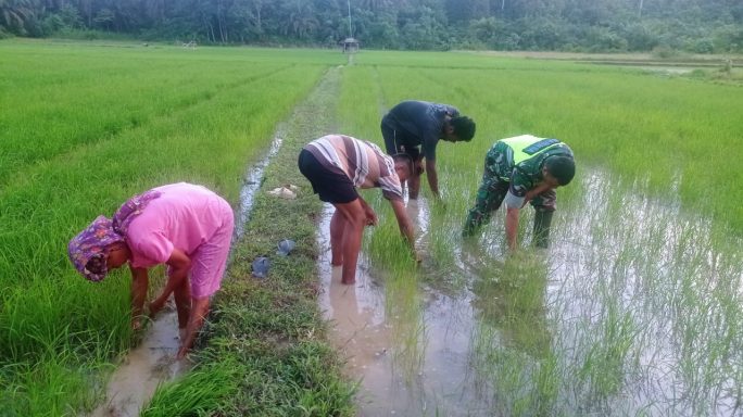 Perangi Gulma, Babinsa Koramil 07/Kejuruan Muda Turun Sawah