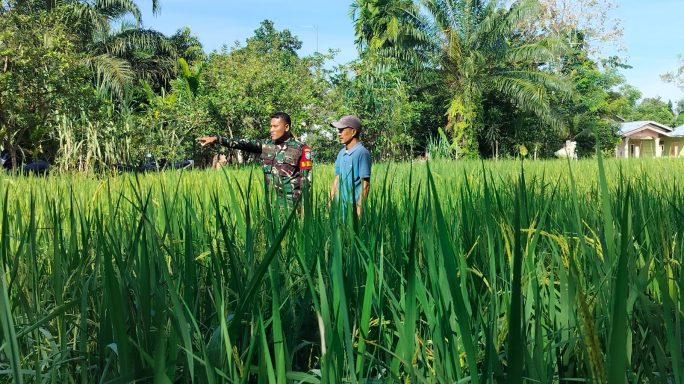 Dampingi petani, Babinsa Turun Sawah Pantau Pertumbuhan Tanaman Padi Milik Petani
