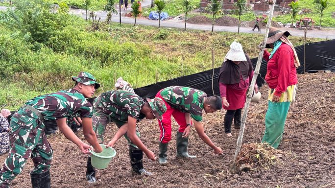 Kompi Pertanian Yonif TP-857/GG dan Petani setempat bersinergi tanam kacang tanah di Desa Turuecut, Kec. Mane, Kab. Pidie.