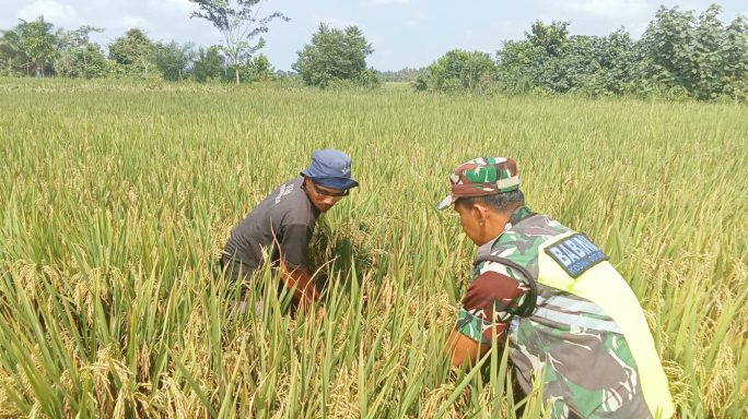 Babinsa Cek Padi Siap Panen Milik Petani Warga Desa Binaan