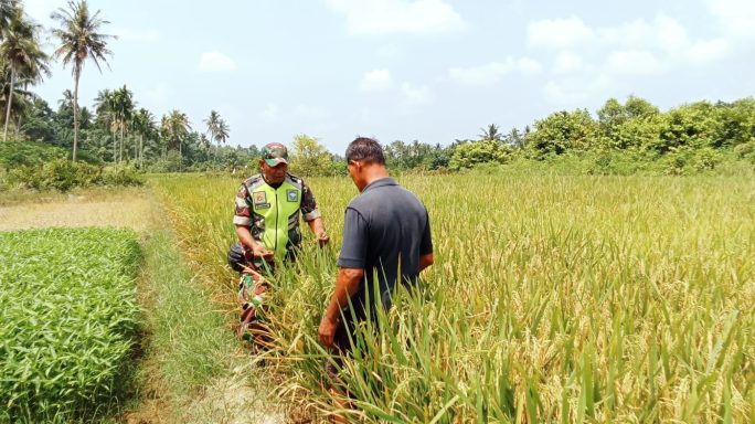 Pastikan Produksi Tetap Optimal, Babinsa Pantau Padi Menguning