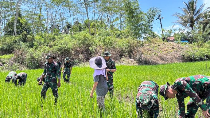 Sinergi Kompi Pertanian Yonif TP-857/GG dengan masyarakat guna mensejahterahkan para Petani yang ada di Desa Mane