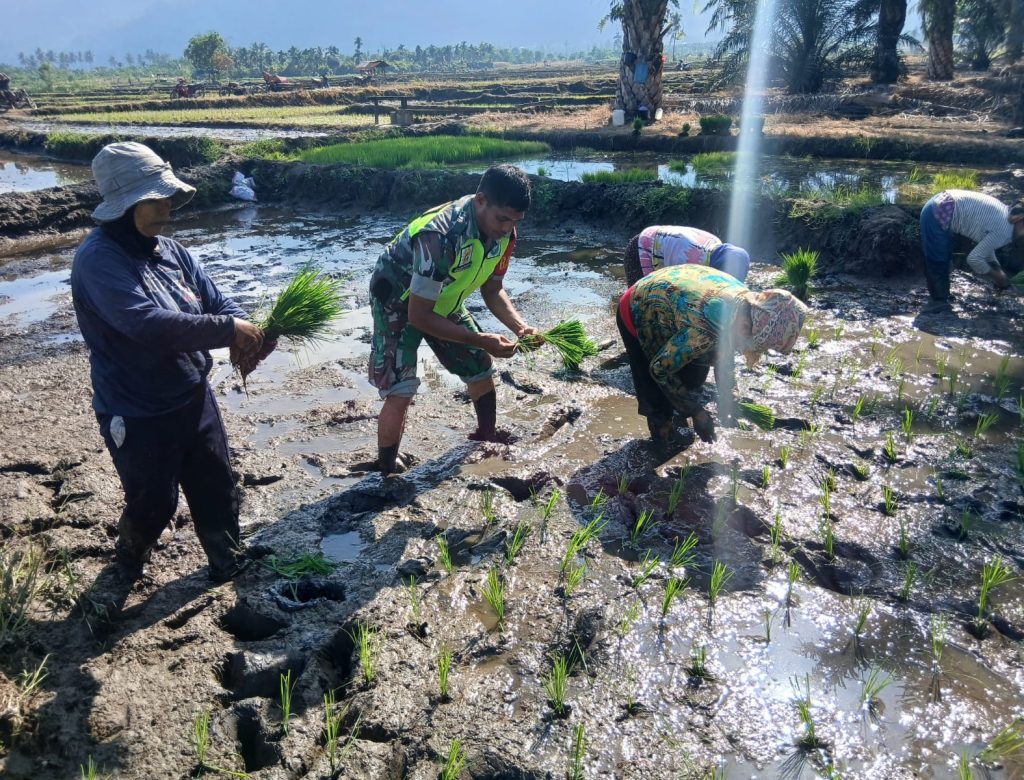 Babinsa Koramil 0108-01 Lawe Sigala- Gala Bantu Warga Desa Binaan Tanam Padi