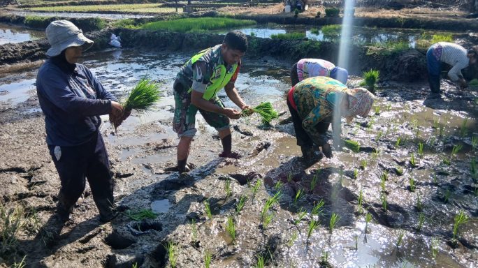 Babinsa Koramil 0108-01 Lawe Sigala- Gala Bantu Warga Desa Binaan Tanam Padi