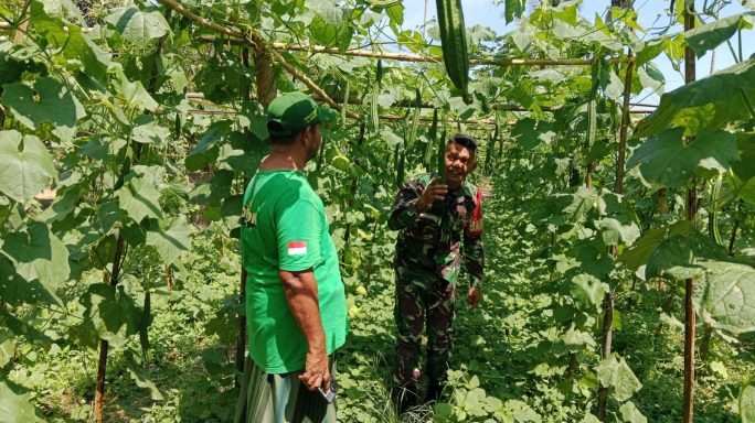 Dukung Pertanian Di Wilayah Binaan, Babinsa Edukasi Petani Gambas
