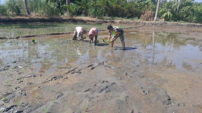 Babinsa Terus Hadir Dampingi Petani Warga Desa Binaan Tanam Padi