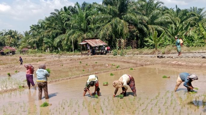 Laksanakan Pendampingan Babinsa Bantu Petani Tanam Padi