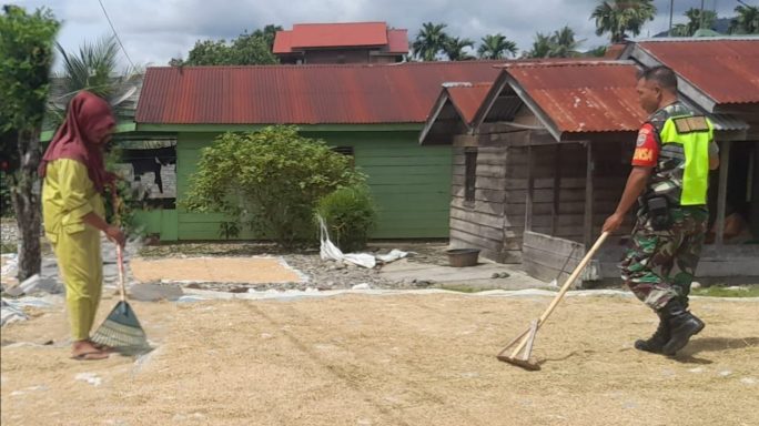 Menjaga Kualitas Hasil Pasca Panen, Babinsa Bantu Petani Jemur Padi