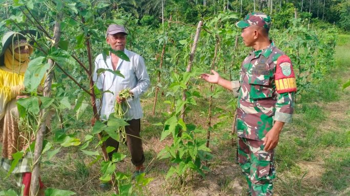 Perkuat Ketahanan Pangan, Babinsa Dampingi Petani dari Lahan Hingga Pemasaran