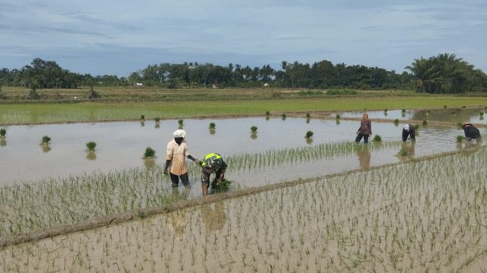 Babinsa Koramil 09/BM Bantu Petani Tanam Padi Wujudkan Ketahanan Pangan
