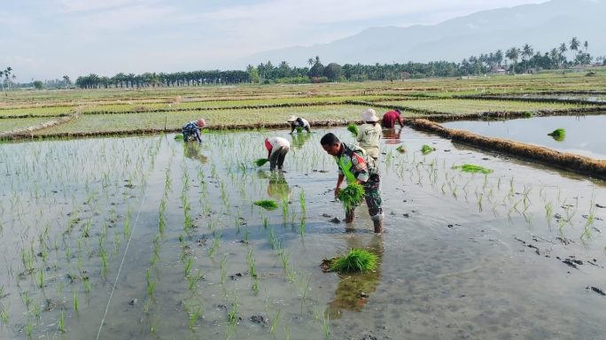 Tingkatkan Ketahanan Pangan Wilayah Babinsa Burneh Bantu Petani Tanam Padi