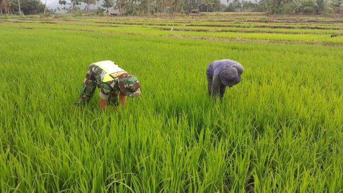 Babinsa Koramil 0108-01/LS Laksanakan Pendampingan Kepada Petani Pupuk dan Bersihkan Gulma Padi
