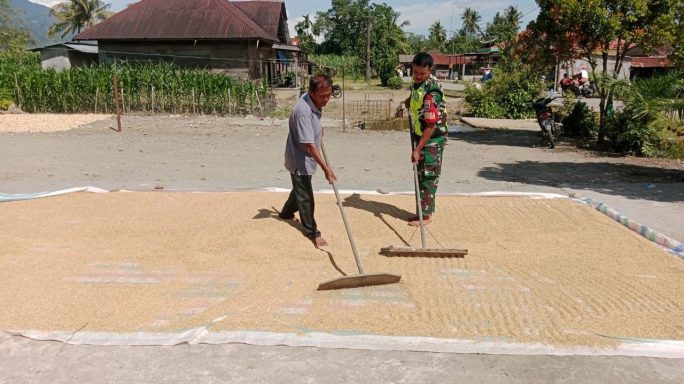 Jaga Kualitas Hasil Panen, Babinsa Bantu Petani Jemur Padi