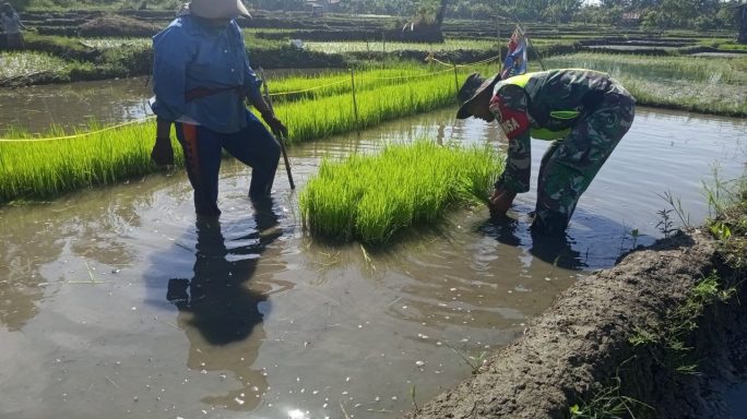 Babinsa Koramil Koramil 0108-02/Bambel Bantu Petani Cabut Bibit Padi Guna Sukseskan Swasembada Pangan