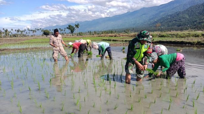 Babinsa Koramil 0108-07/Semadam Dampingi Petani Tanam Padi