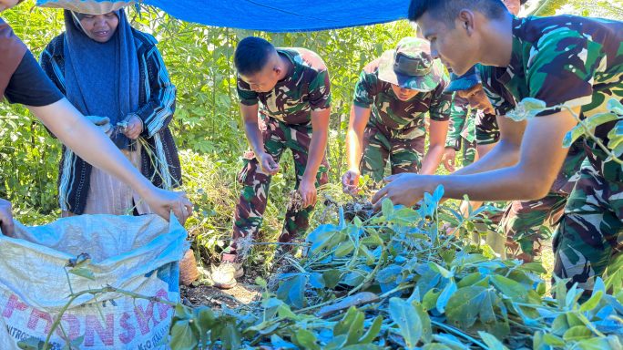 Sinergi TNI-Petani : Panen Kacang Tanah dan Pembahasan Solusi Hama Pertanian.