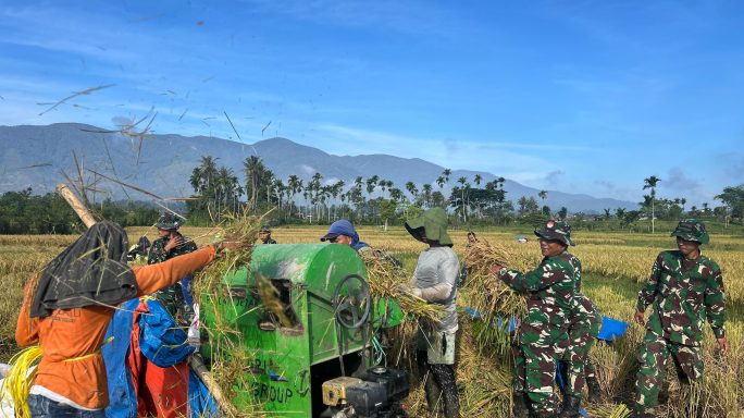Karya Bakti Yonif TP-855/RD: Wujud Kepedulian Terhadap Ketahanan Pangan Lewat Panen Padi Bersama Petani.