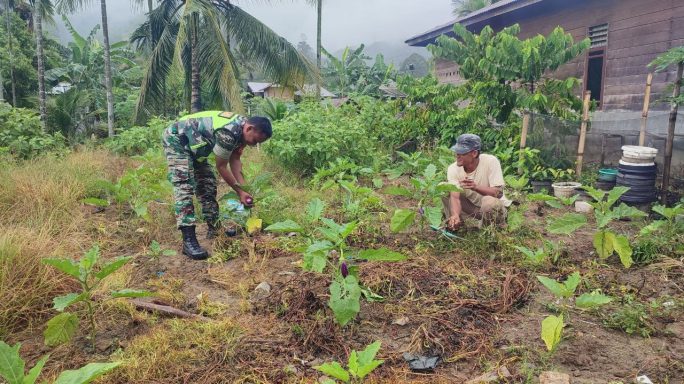 Dukung Pertanian di Wilayah Binaan, Babinsa Dampingi Petani Rawat Terong Unggu