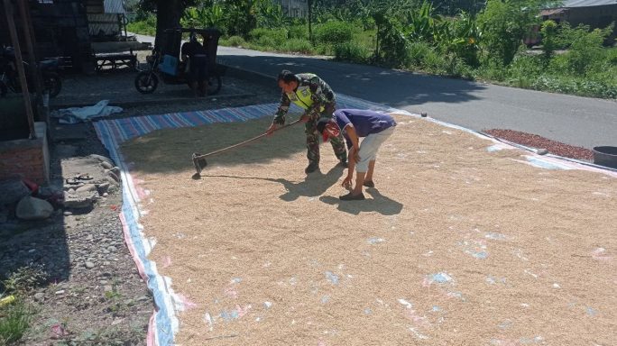 Wujud Dukungan Aktif Babinsa Bantu Petani Jemur Padi Usai Panen