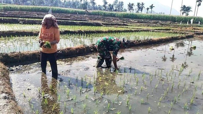 Percepat Masa Tanam Babinsa Dampingi Petani Tanam Padi