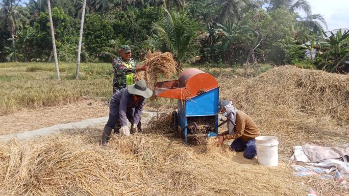 Semangat Babinsa Turun Ke Sawah Bantu Petani Panen Dan Merontokkan Padi
