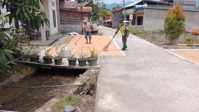 Hadir Bersama Warga Masyarakat Babinsa Bantu Jemur Padi