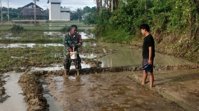 Babinsa Koramil 06/Manyak Payed Bantu Petani Penyemaian Benih Padi