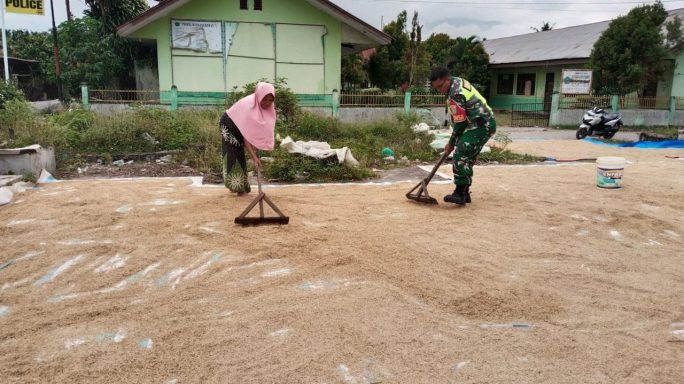 Wujud Pendampingan Ke Petani Babinsa Bantu Jemur Padi