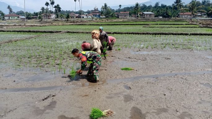 Bantu Petani Tanam Padi, Babinsa Dukung Program Ketahanan Pangan