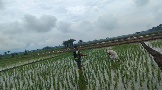 Babinsa Bantu Petani Membersihan Hama Keong Mas di Sawah