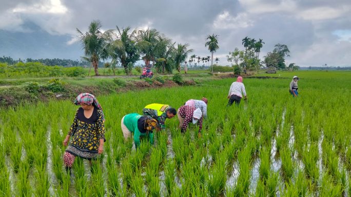 Jaga Tanaman Tetap Subur Babinsa Bantu Warga Desa Binaan Membersihkan Gulma Pada Tanaman Padi