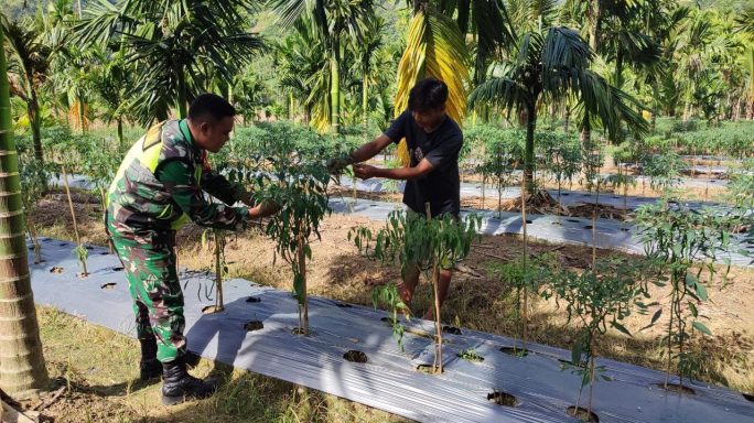 Babinsa Laksanakan Pendampingan Kepada Petani Pasang Tali Cabe
