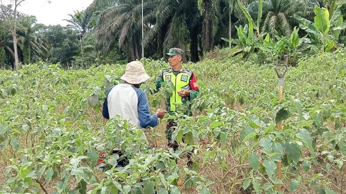 Wujudkan Kesejahteraan Petani, Babinsa Laksanakan Komsos Dan Bantu Panen Terong