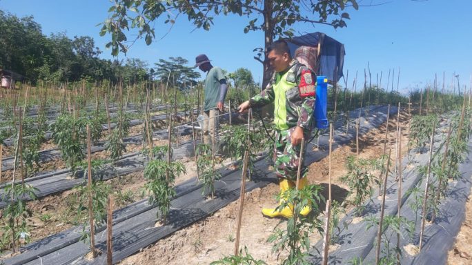 Babinsa Koramil 08/Rantau Bantu Warga Semprot Hama Tanaman Cabe
