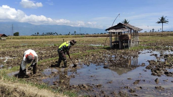 Babinsa Bantu Petani Bersihkan Bedeng Sawah di Desa Binaan